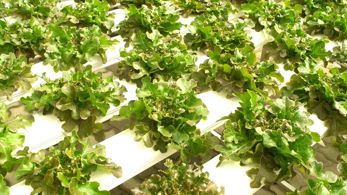 PAW y aportes alternativos de nitrógeno para mejorar la calidad nutricional de lechuga en cultivo hidropónico.jpg